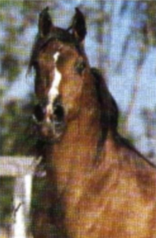 JAMALA KUMAIT (The Egyptian Prince x Bint Hassema by Na Ibn Moniet)