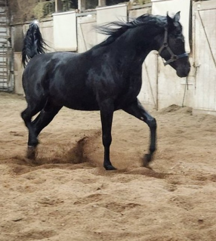 2024 amateur snapshot of Hu Nymeer at Hughes Arabians, USA