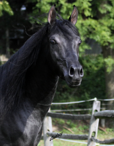 Hu Nymeer at Hughes Arabians, USA