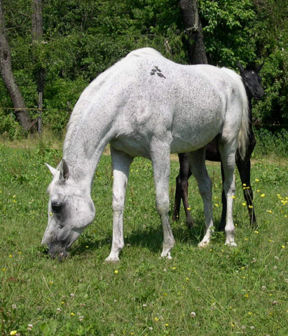 Serenity Yasmin at Hughes Arabians, USA