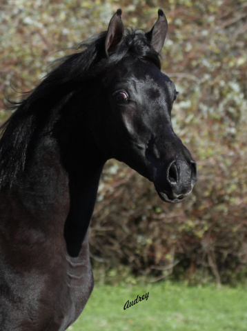 Hu Saud El Sharifa at Hughes Arabians, USA