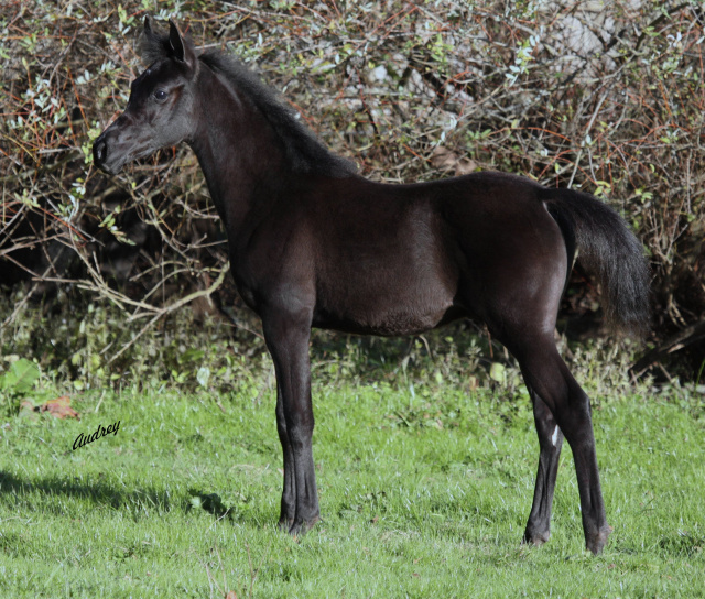 Hu Shaikh El Jamaal at Hughes Arabians, USA as weanling