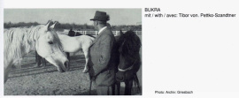 <b>Description: </b>Bukra (Shahloul x Bint Sabah) 1942  Dahmah Shahwaniyah<br/>