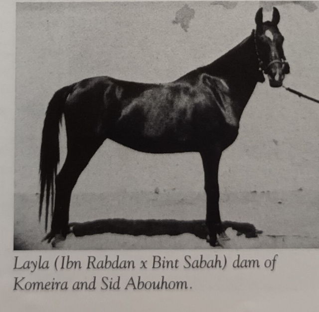 Layla (Ibn Rabdan x Bint Sabah) 1929 Dahmah Shahwaniyah
