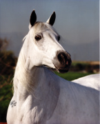 <b>Description: </b>Talya *Talal x *Hoda by Alaa El Din headshot Polly Knoll photo<br/>