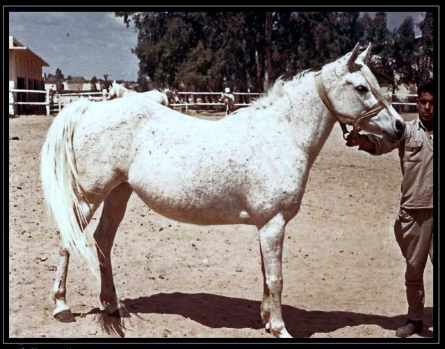 NAWARA (Nazeer x Halima by Sheikh El Arab)