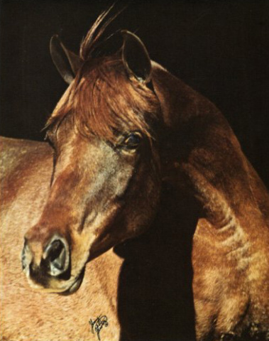 AK JALEEL AMAAN (Ansata Abbas Pasha x Henrietta by Ibn Fa-Serr)