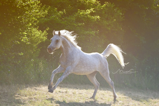 Halypa Mansour (HA Sharif x Mahomeeh) 2012 Dahman Shahwan. Photographed in Slovenja