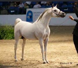 <b>Description: </b>EAI SILVEREEN (Safeen x Shohreh by CES Taliell)<br/><b>Copyright: </b>Emmert photo