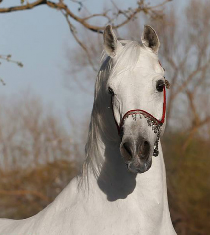 EAI SILVEREEN (Safeen x Shohreh by CES Taliell)