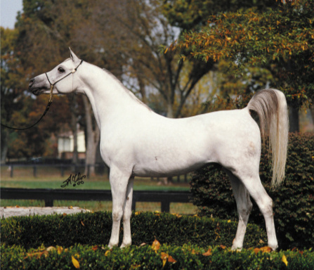 EAI SILVEREEN (Safeen x Shohreh by CES Taliell)