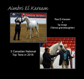 <b>Description: </b>AIMBRI EL KAREAM (Rea El Kaream+ x Tal Imdal by Imperial Imdal)<br/>