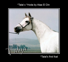 <b>Description: </b>Talya (*Talal x *Hoda by Alaa El Din)<br/>
