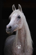 <b>Description: </b>Photo taken 2003<br/><b>Copyright: </b>Monika Pehr www.animal-art.org