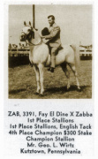 <b>Description: </b>ZAB (Fay-El-Din x Zabba by *Aldebar)<br/>