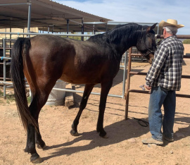 <b>Description: </b>Henry Babson (Serr Sotamm+/ x Serabahs Sable Gem) 2018 Dahman Shahwan. Pictured March 13th 2022 by Jan Vance at The Bird Ranch, New River, Arizona.<br/><b>Copyright: </b>Jan Vance photo