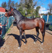 <b>Description: </b>Henry Babson (Serr Sotamm+/ x Serabahs Sable Gem) 2018 Dahman Shahwan photographed in Ireland, Elisabeth & Gert Stam: Manara Classic Arabian Horses<br/><b>Copyright: </b>Stam photo