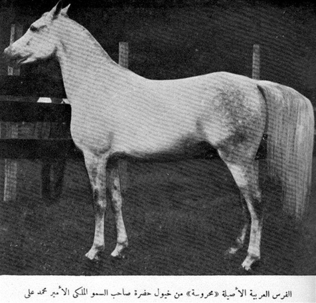 Mahroussa ( Mabrouk Manial x Negma) 1919/1920 Saqlawiyah Gidraniyah Ibn Sudan