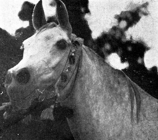 Mahroussa ( Mabrouk Manial x Negma) 1919/1920 Saqlawiyah Gidraniyah Ibn Sudan