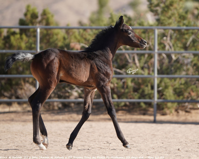 Kinz el Koloob 25 g filly (Ameer el Koloob x DF Karens Song by Faaiq El Madheen) 23 days old - May 17 25