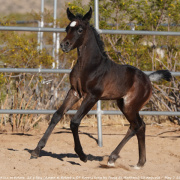 <b>Description: </b>25 g filly (Ameer el Koloob x DF Karens Song by Faaiq El Madheen) 13 days old - May 7 25<br/><b>Copyright: </b>C Emmert