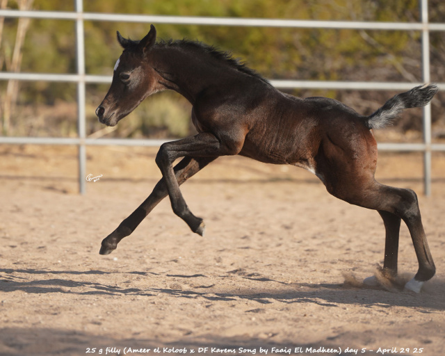 Kinz el Koloob 25 g filly (Ameer el Koloob x DF Karens Song by Faaiq El Madheen) day 5 - April 29 25