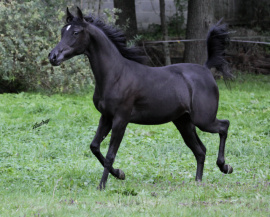 <b>Description: </b>Hu Jazmin at Hughes Arabians, USA.<br/><b>Copyright: </b>Photo by Audrey