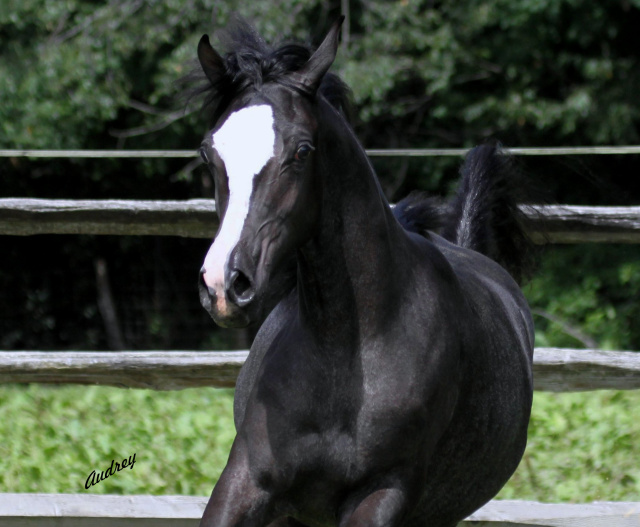 Hu El Ameena at Hughes Arabians, USA