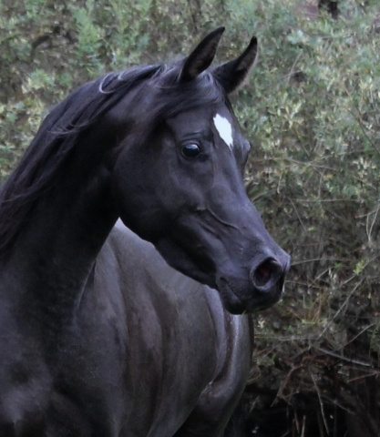 Hu Shafarah at Hughes Arabians, USA