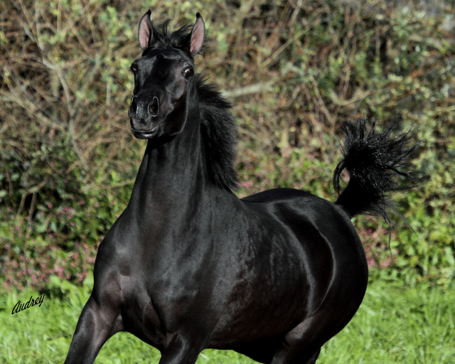 Hu Shaitala at Hughes Arabians, USA