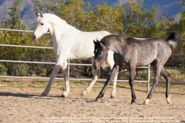 <b>Description: </b>Kinz and dam<br/><b>Copyright: </b>C Emmert