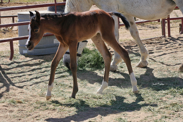 Basaaria Al Abbasiyah (Bashar Al Kamar MH x Baidah Shu Baidah SA) foaled 4.23.26