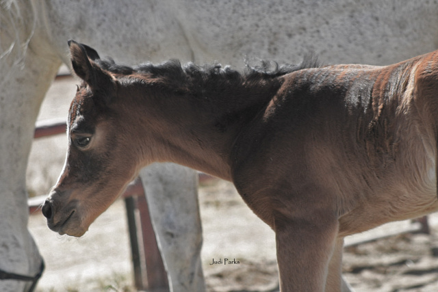 Basaaria Al Abbasiyah (Bashar Al Kamar MH x Baidah Shu Baidah SA) foaled 4.23.26