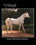 <b>Description: </b>*MORAFIC Nazeer x Mabrouka by Sid Abouhom Polly Knoll Photography<br/>