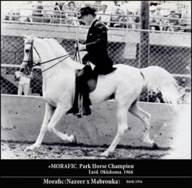 <b>Description: </b>*MORAFIC Nazeer x Mabrouka by Sid Abouhom Park Horse Champion<br/>