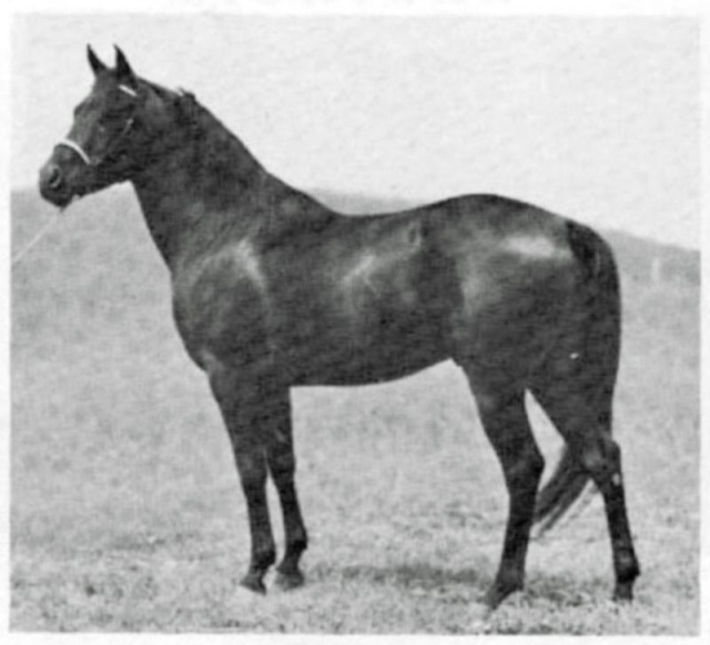 CHARAB  (Fa-Serrab x Shar Negroufa by Negem)