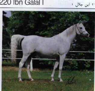 220 Ibn Galal I  1981 (Ibn Galal I x 20 Farag) Dam line 60 Adjuze Kuhaylah Sheikhan