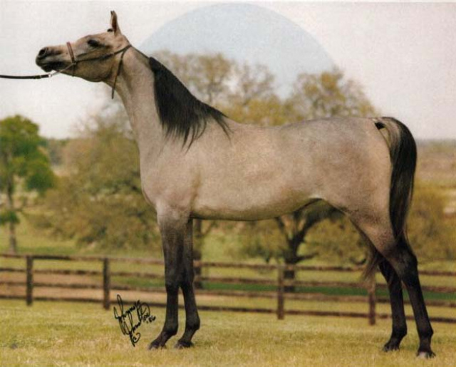 MONISA HALIMA (Ansata Ibn Halima x AK Monisa Moniet by *Ibn Moniet El Nefous)