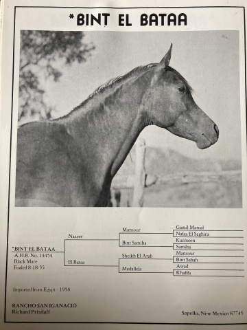 Bint El Bataa AMAL (Nazeer x El Bataa) 1955 Saqlawiyah Gidraniyah