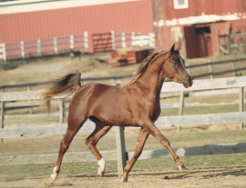 <b>Description: </b>Princeton Mariner (Serr Maariner x Black Satin) 1986 Saqlawi Gidran Ibn Sudan. Here photographed when he was still in USA, in Gail-Hoff Carmona's Princeton Arabian Stud.<br/>