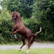 <b>Description: </b>Princeton Mariner (Serr Maariner x Black Satin) 1986 Saqlawi Gidran Ibn Sudan. Here photographed in UK<br/><b>Copyright: </b>Vlacq Stud archivie
