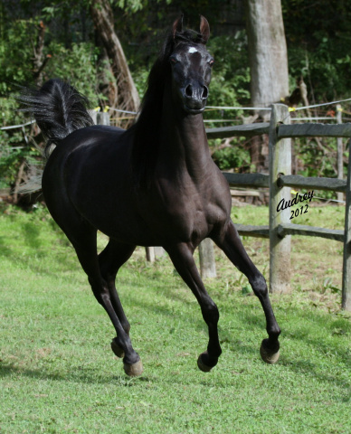 Hu Sheemaana at Hughes Arabians, USA