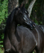 <b>Description: </b>Hu Sheemaana at Hughes Arabians, USA<br/><b>Copyright: </b>Photo by Audrey