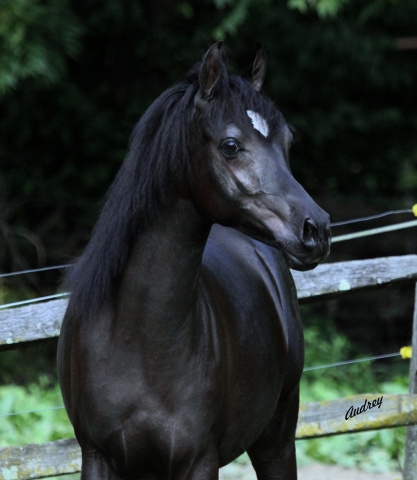 Hu Saiff at Hughes Arabians, USA