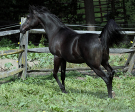 <b>Description: </b>Hu Saiff at Hughes Arabians, USA<br/><b>Copyright: </b>Photo by Audrey