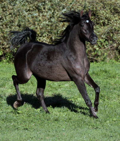 Hu Imaana Shaidara at Hughes Arabians, USA