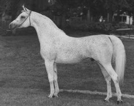 <b>Description: </b>Ansata Ibn Sudan (Ansata Ibn Halima x Ansata Bint Mabrouka )1965  Saqlawi Gidran<br/>