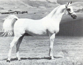 <b>Description: </b>Ibn Moniet El Nefous (Morafic x Moniet El Nefous) 1964 Saqlawi Gidran<br/>