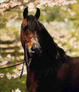 <b>Description: </b>SERR MAARINER Ibn Fa-Serr x Maarena by Fabah 1980, 1981 Natl Champ Dressage Level II, 1980 Natl TT Dressage Level l, 1981 Natl Res Champ Dressage Level III, 1980 USDF Horse of the Year, 1980 Insilco Region 2 Horse of the Year Dressage Level II<br/>