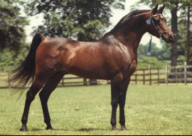 <b>Description: </b>SERR MAARINER Ibn Fa-Serr x Maarena by Fabah 1980, 1981 Natl Champ Dressage Level II, 1980 Natl TT Dressage Level l, 1981 Natl Res Champ Dressage Level III, 1980 USDF Horse of the Year, 1980 Insilco Region 2 Horse of the Year Dressage Level II<br/>